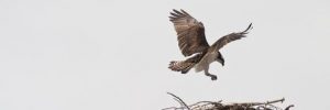 Osprey and Construction Crane