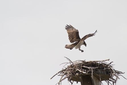 Osprey and Construction Crane